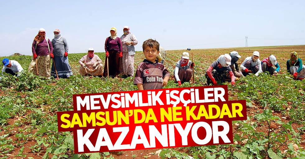 Samsun'da mevsimlik işçilere ne kadar ücret veriliyor