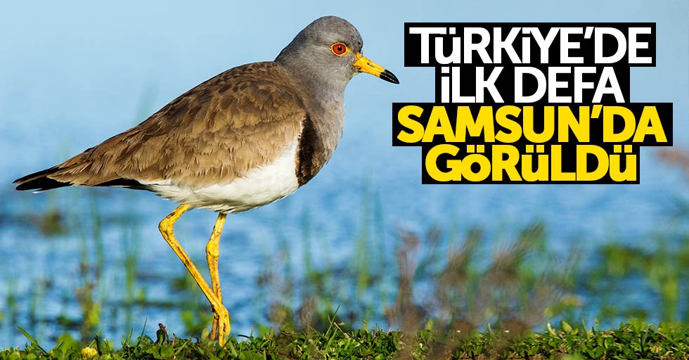 Samsun'da yeni kuş türü tespit edildi