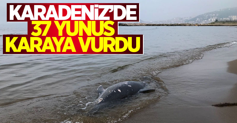 Karadeniz'de 37 yunus karaya vurdu