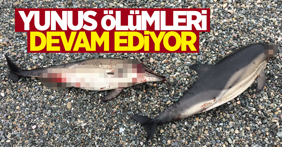 Karadeniz'de yunus ölümleri devam ediyor