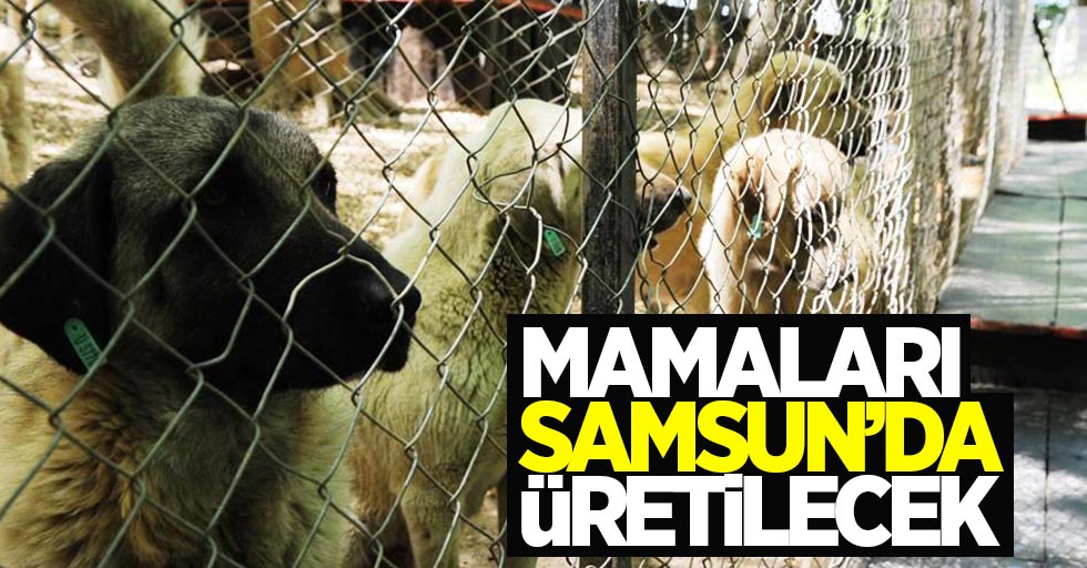 Samsun'da hayvan maması üretilecek