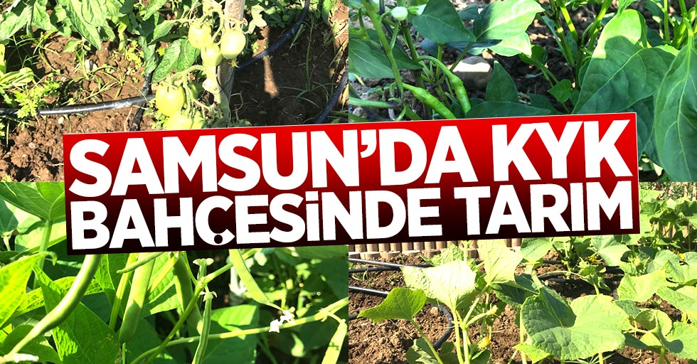Samsun'da KYK öğrencilerinin sebzeleri olgunlaştı