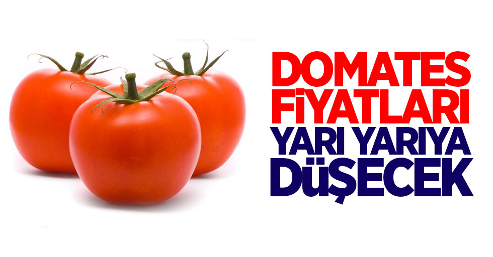 Bafra'da yetişen domates, fiyatları düşürecek