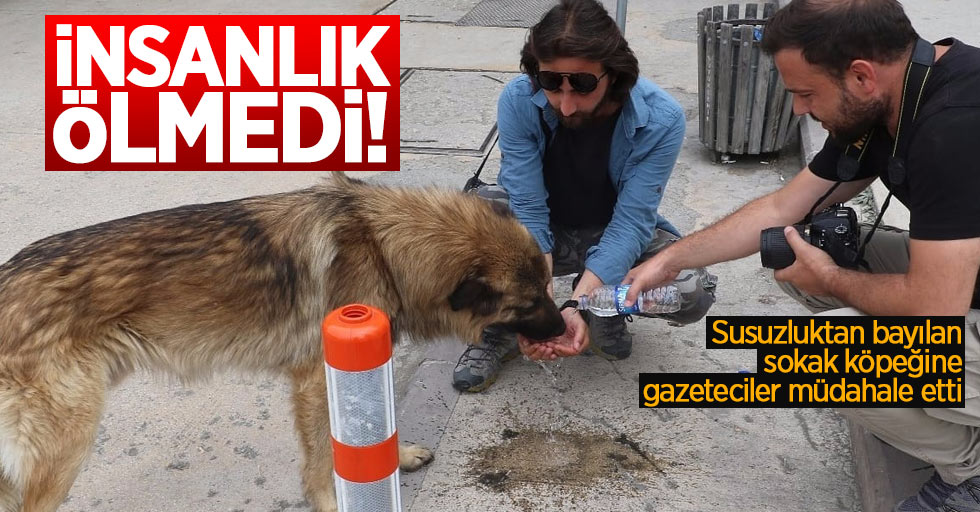 Samsun'da bayılan köpeğe gazeteciler müdahale etti