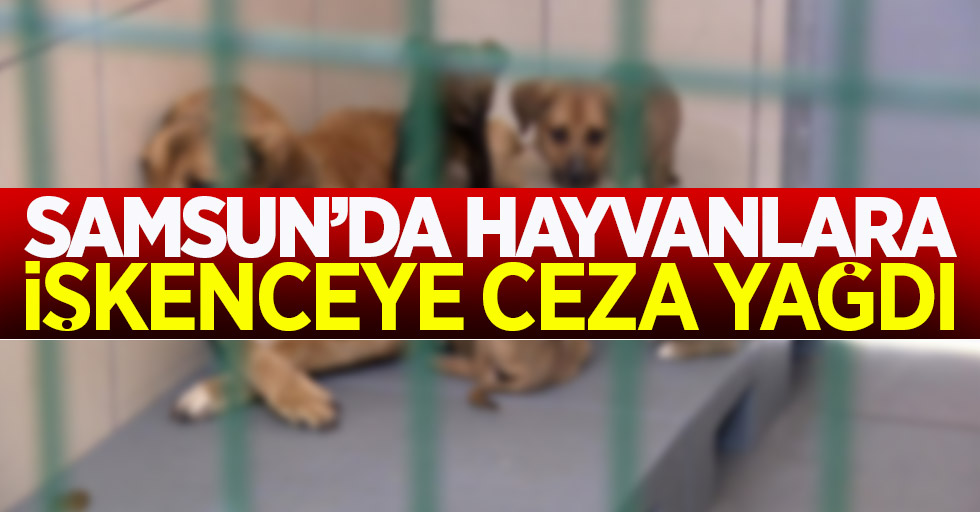 Samsun'da hayvanlara işkenceye ceza yağdı