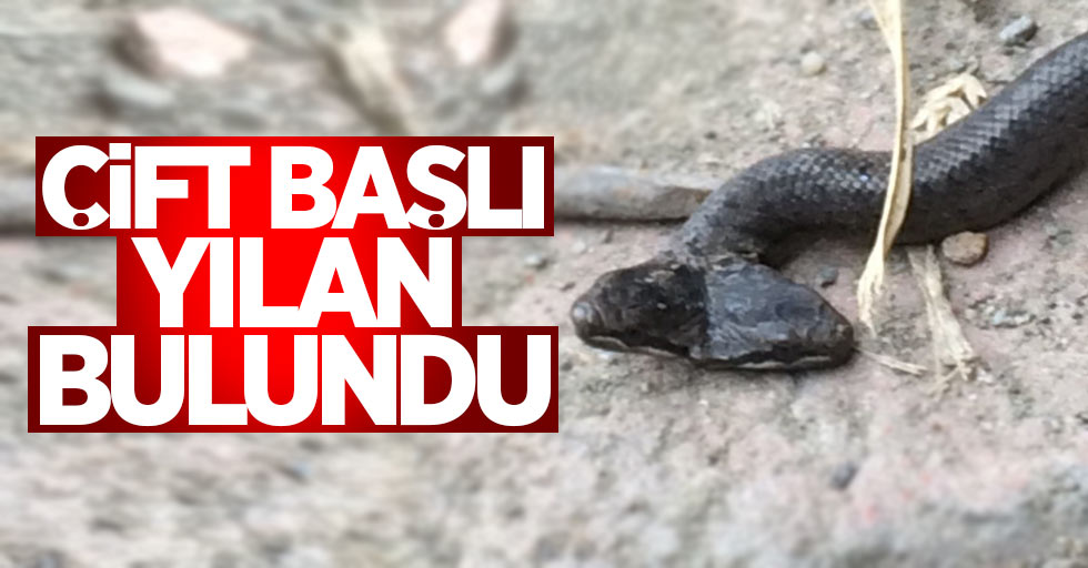 Samsun'da çift başlı yılan