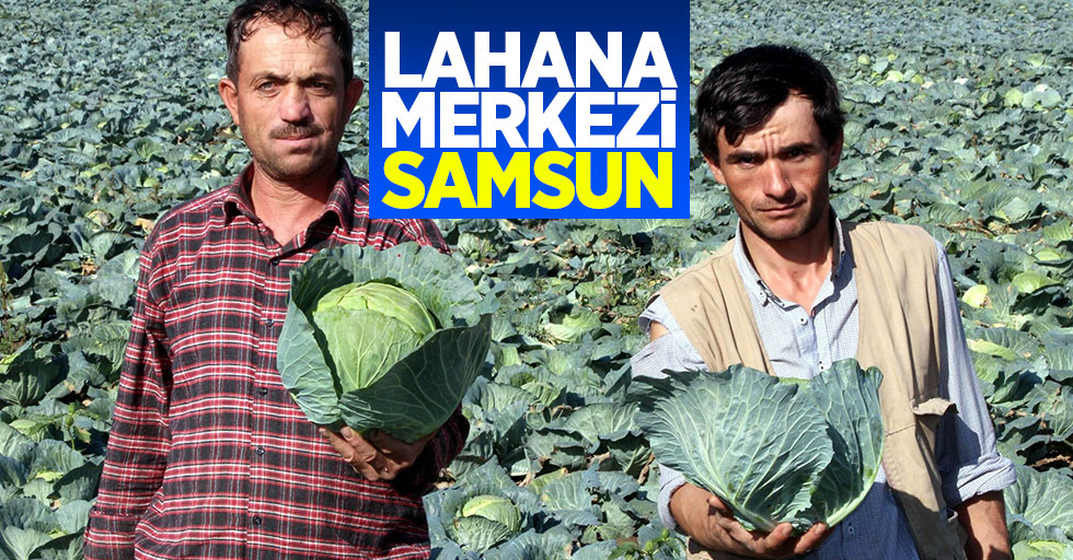 Samsun'da 289 bin 689 ton lahana üretildi