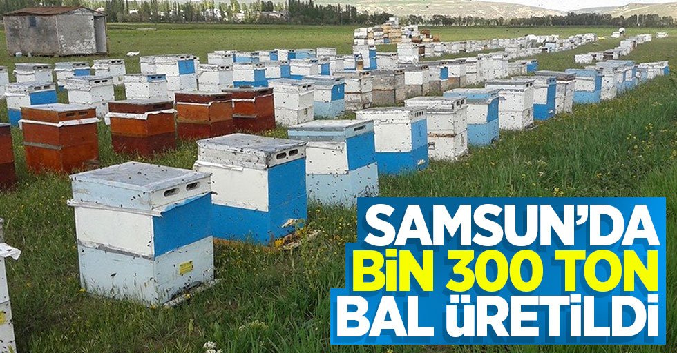 Samsun'da bin 300 ton bal üretildi