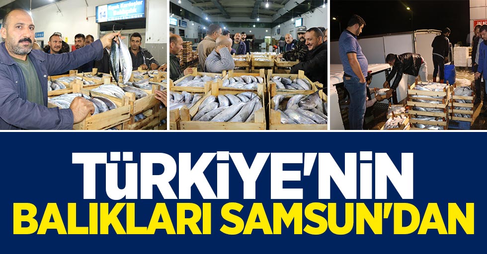 Samsun Türkiye'nin palamut ihtiyacını karşılıyor