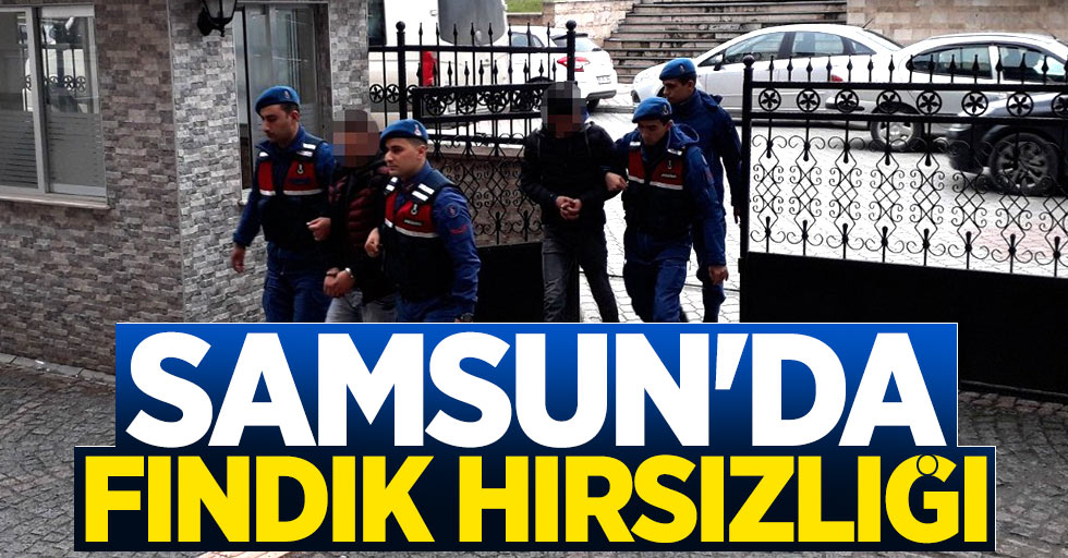 Samsun'da fındık hırsızlığı: 2 tutuklama
