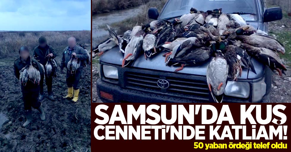 Samsun'da Kuş Cenneti'nde katliam! 50 ördek telef oldu