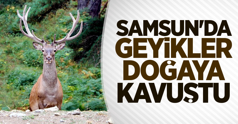 Samsun'da geyikler doğaya kavuştu