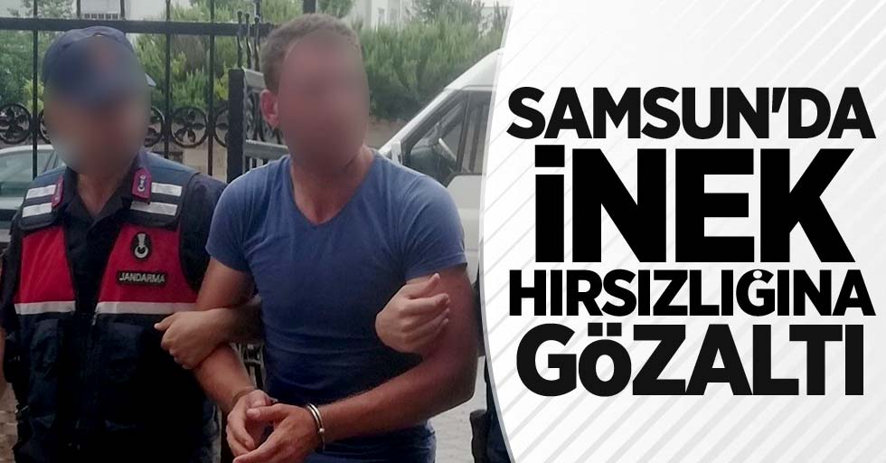 Samsun'da inek hırsızlığına gözaltı