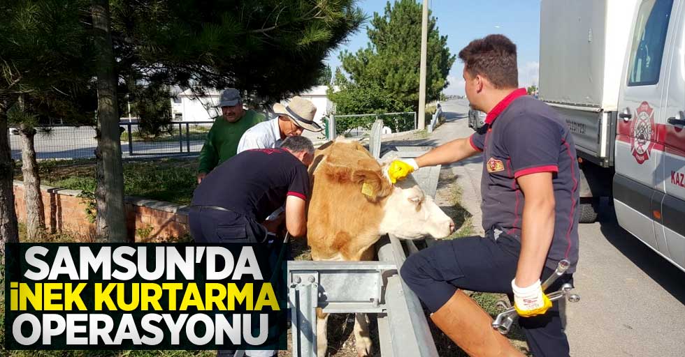Samsun'da inek kurtarma operasyonu