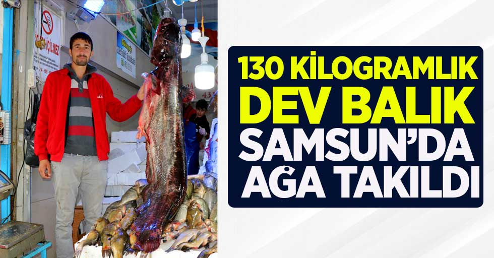 130 kilogramlık dev balık Samsun'da ağa takıldı