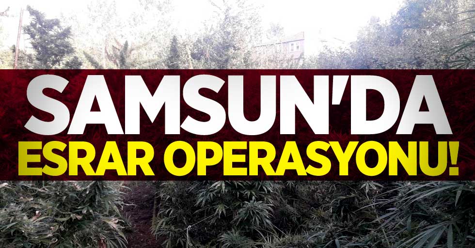 Samsun'da esrar operasyonu! 1 kişi tutuklandı