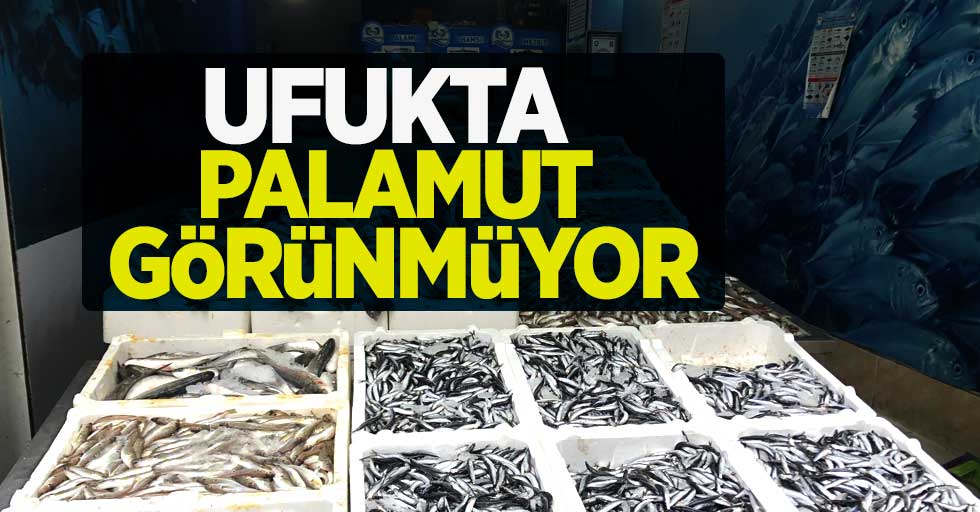 Karadeniz balıkçıları açıkladı : Palamut balığı bu yıl maalesef yok