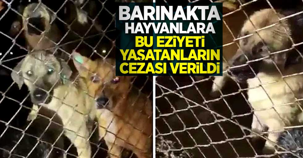 Barınakta hayvanlara eziyet yaşatanların cezası verildi