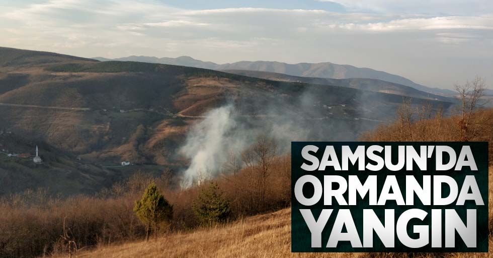 Samsun'da ormanda yangın