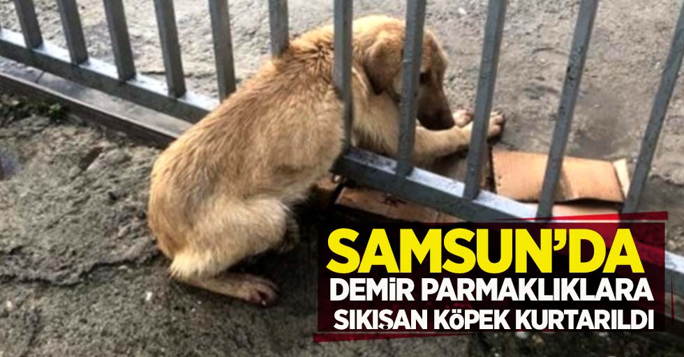 Samsun'da parmaklıklara sıkışan köpek kurtarıldı