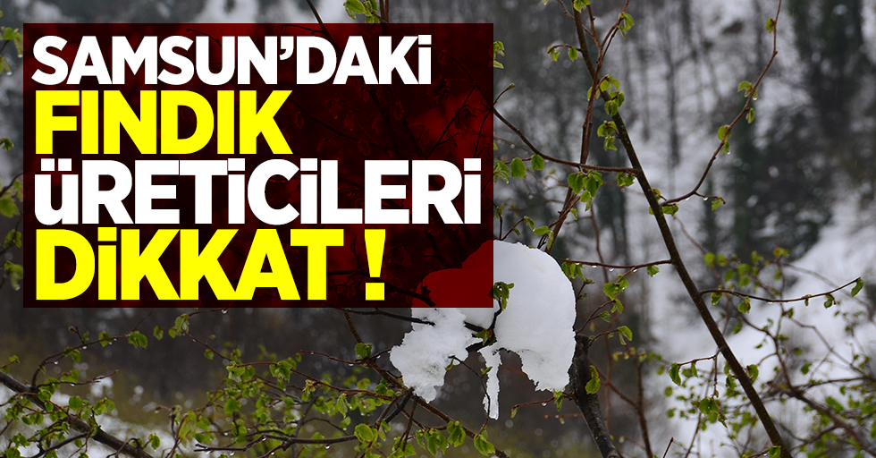 Samsun'daki fındık üreticileri dikkat !