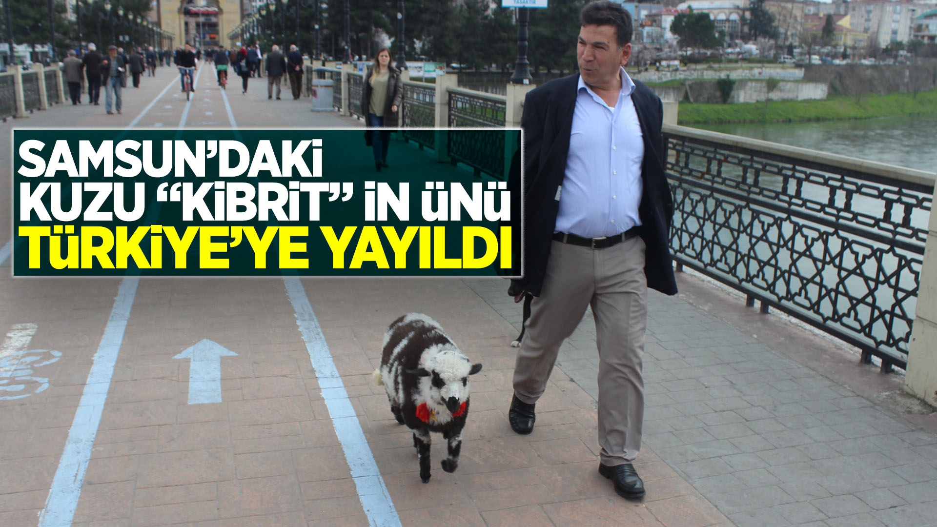 Samsun'daki kuzu "Kibrit"in ünü Türkiye'ye yayıldı