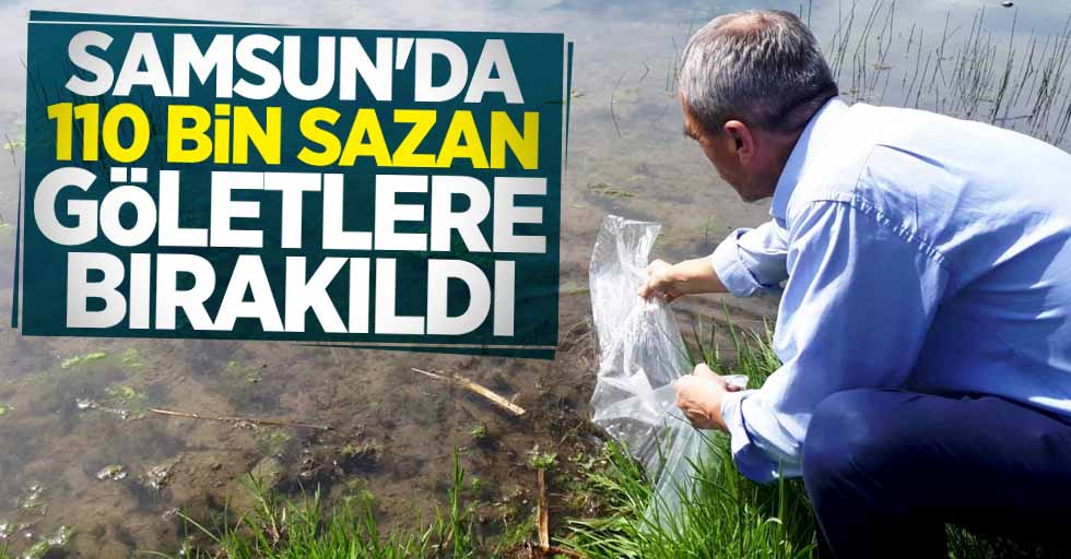 Samsun'da 110 bin sazan göletlere bırakıldı 