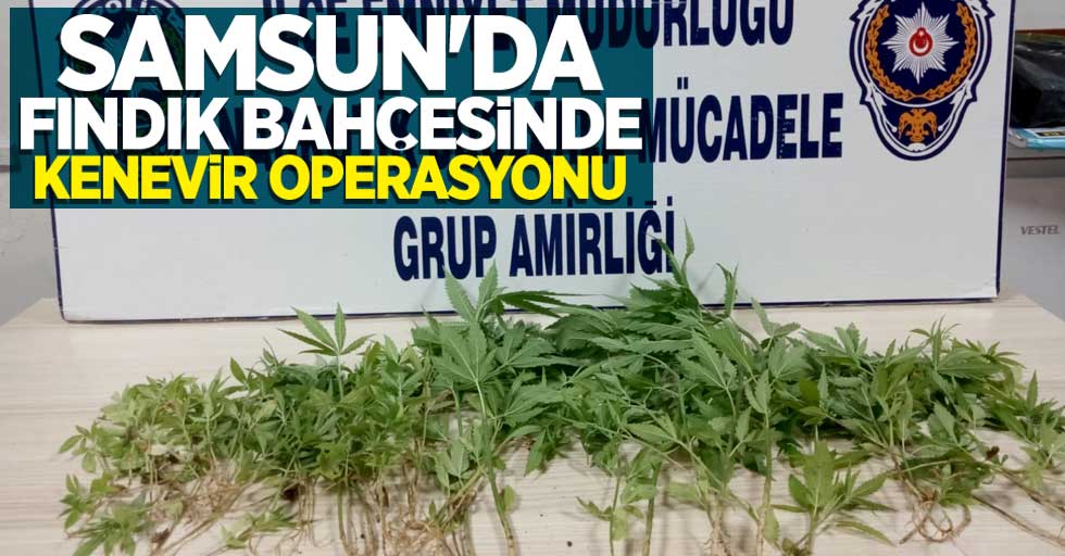 Samsun'da fındık bahçesinde kenevir operasyonu