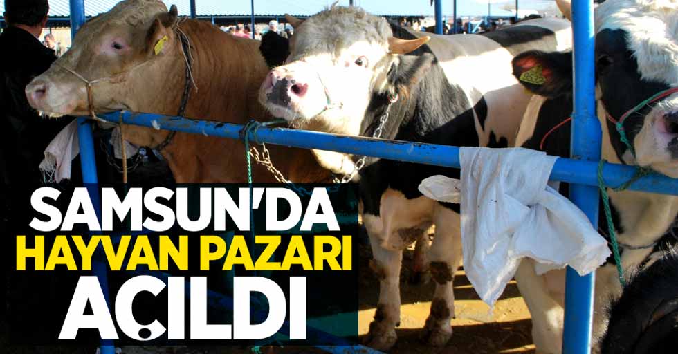 Samsun'da hayvan pazarı yeniden açıldı! 