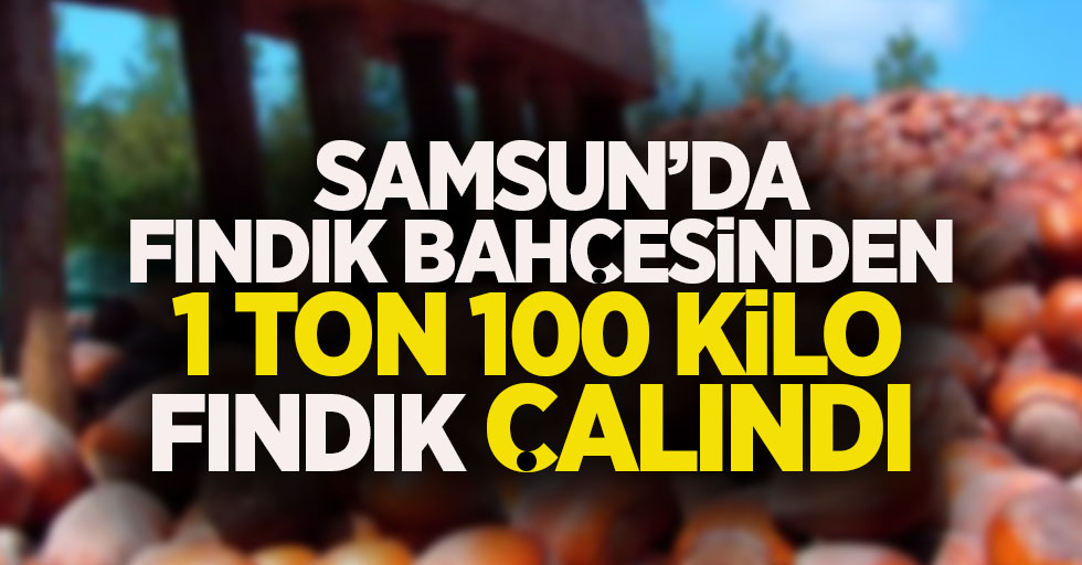 Samsun'da fındık bahçesinden 1 ton 100 kilo fındık çalındı!