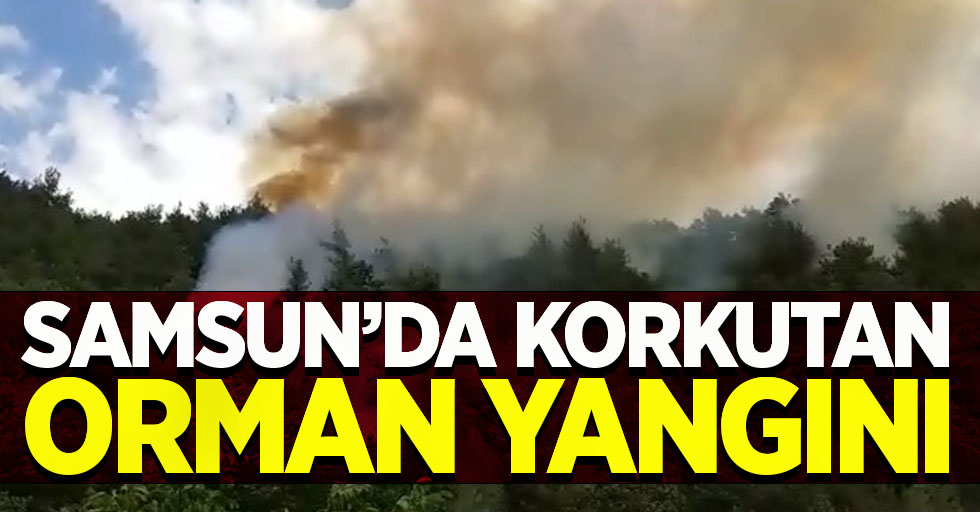 Samsun'da korkutan orman yangını