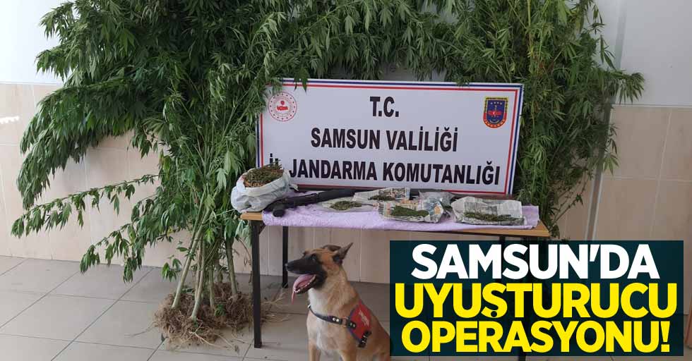 Samsun'da uyuşturucu operasyonu! 