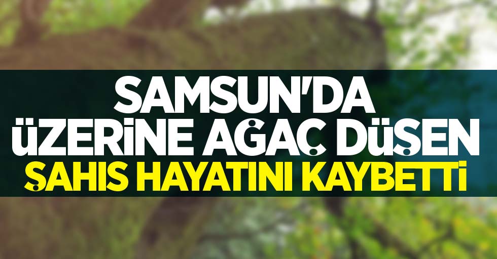 Samsun'da üzerine ağaç düşen şahıs hayatını kaybetti