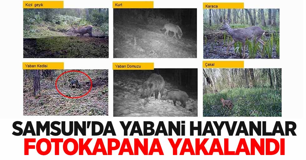 Samsun'da yabani hayvanlar fotokapana yakalandı