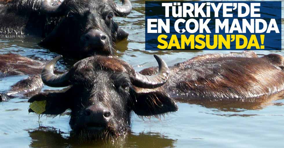Türkiye'de en çok manda Samsun'da