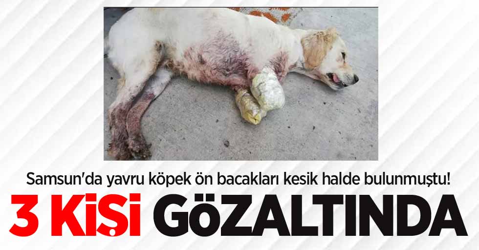 Samsun'da yavru köpek ön bacakları kesik halde bulunmuştu! Olayla ilgili 3 gözaltı