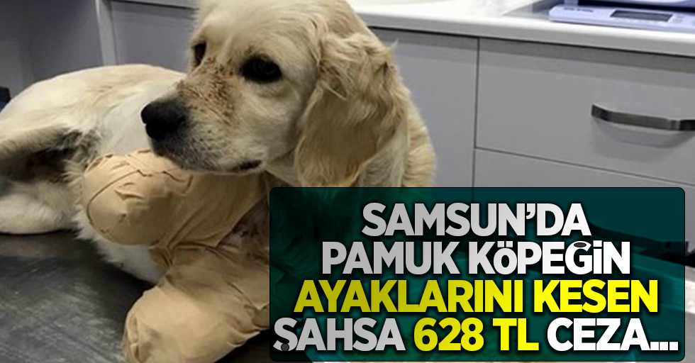 Samsun'da Pamuk köpeğin ayaklarını kesen şahsa 628 TL ceza...
