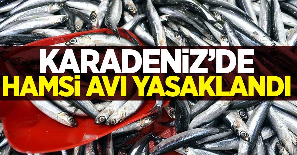 Karadeniz'de hamsi avı 10 gün yasak!