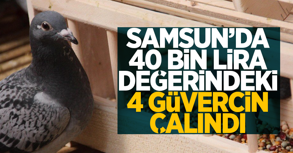 Samsun'da 40 bin lira değerindeki 4 güvercin çalındı