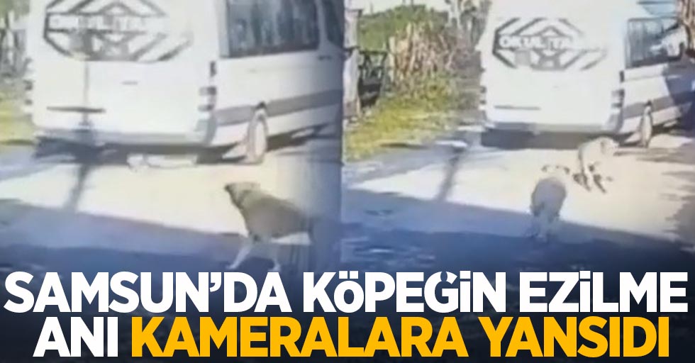 Samsun'da köpeğin ezilme anı kameralara yansıdı