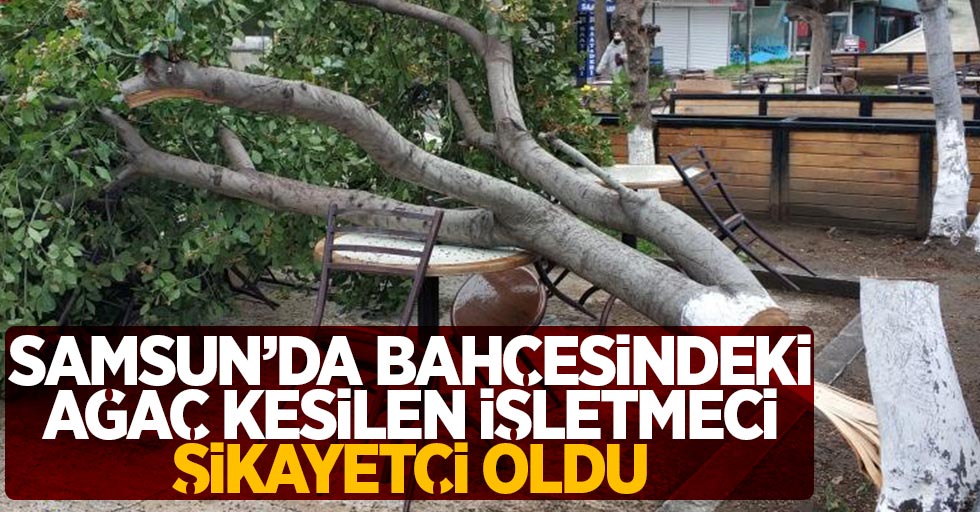Samsun'da bahçesindeki ağaç kesilen işletmeci şikayetçi oldu