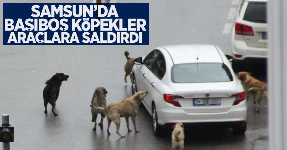 Samsun'da başıboş köpekler araçlara saldırdı