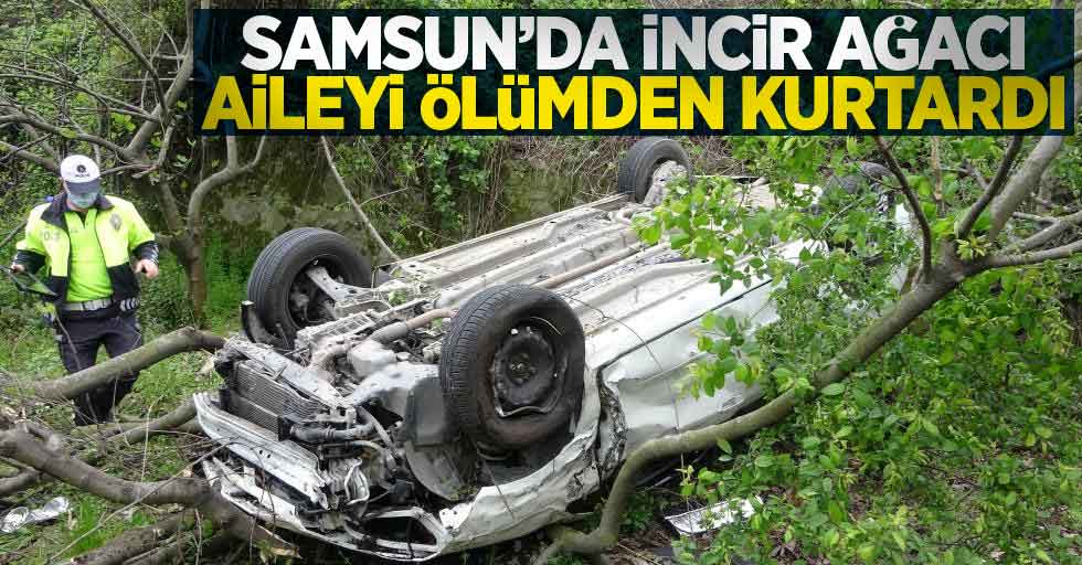 Samsun'da incir ağacı aileyi ölümden kurtardı