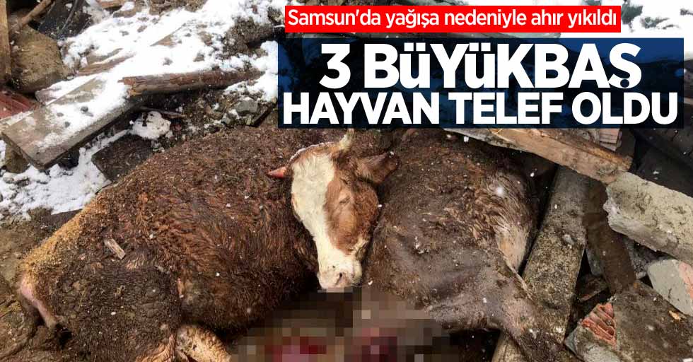Samsun'da yağışa nedeniyle ahır yıkıldı: 3 büyükbaş hayvan telef oldu