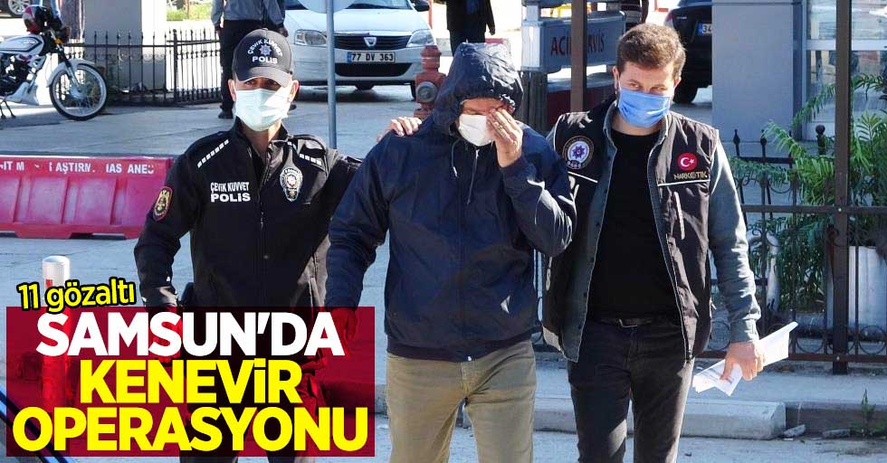 Samsun'da kenevir operasyonu: 11 gözaltı