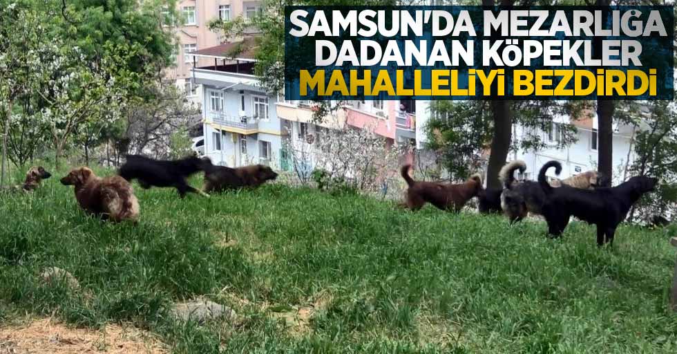 Samsun'da mezarlığa dadanan köpekler mahalleliyi bezdirdi