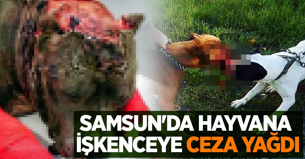 Samsun'da hayvana işkenceye ceza yağdı