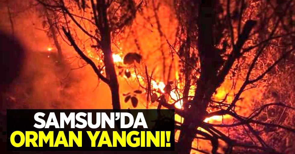 Samsun'da orman yangını! 