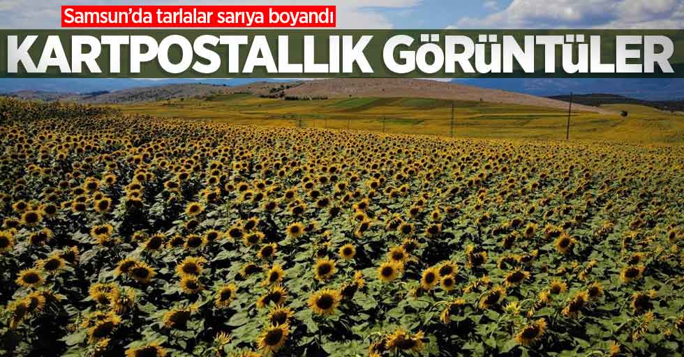 Samsun'da tarlalar sarıya boyandı! Kartpostallık görüntüler