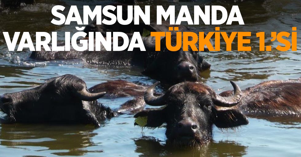 Samsun manda varlığında Türkiye 1.’si